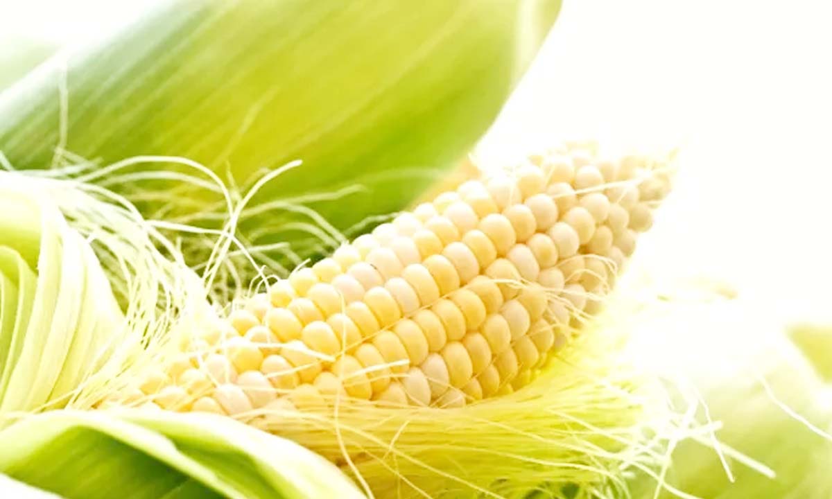 Corn fibers are a boon for health, know the unwanted benefits