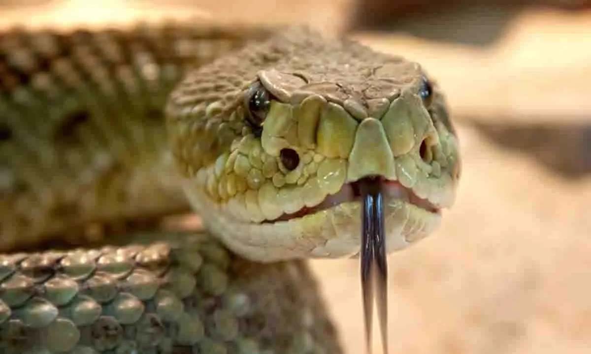 Woman bitten by snake, died painfully