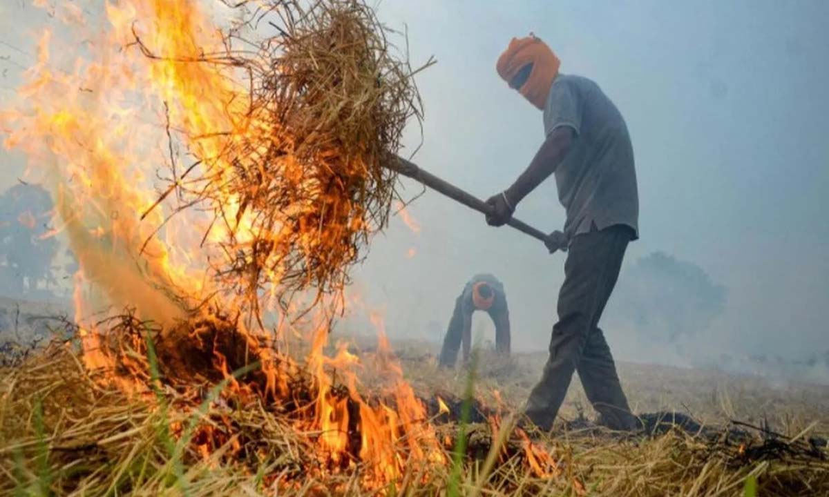 Delhi govt launches drive to spray bio-decomposer in paddy fields to prevent stubble burning