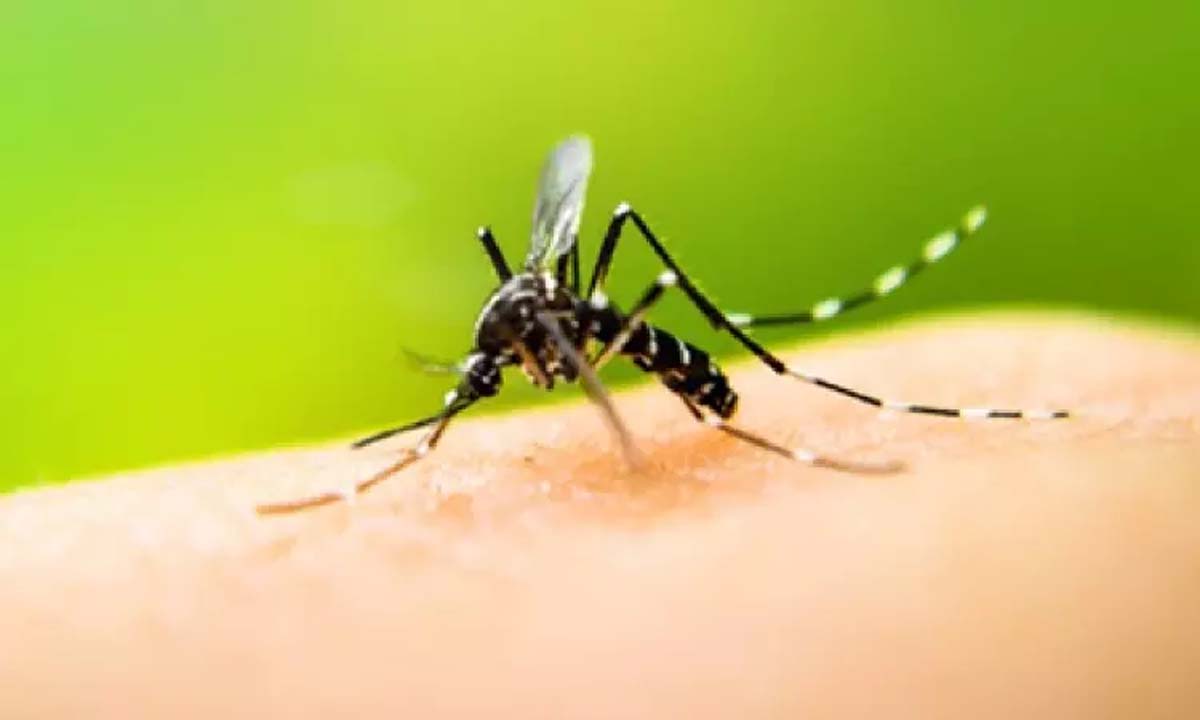 Dengue cases in TN cross 5,000 mark, 487 active cases