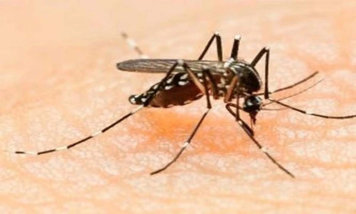 Dengue Scar Hits UP: Hospitals Flooded With Patients; Lucknow, Kanpur Worst Hit