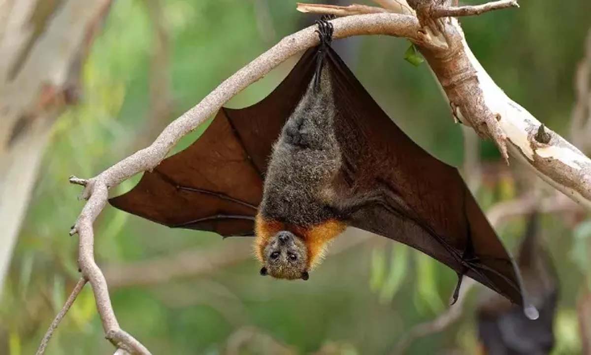 Bats in Kerala's Wayanad test positive for Nipah virus: ICMR