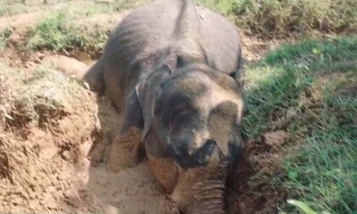 Balasore: In a sad news for the animal lovers, an ailing female elephant reportedly died while undergoing treatment in the Khuntapatan beat house of Odisha’s Balasore district on Sunday morning. According to reports, around four to five days ago the pachyderm was wandering in near Digi Bhanra village and reportedly fell into a pit with water. It managed to come out of the pit but fell sick. On being informed, the local forest officials along with a veterinary team reached the spot after getting information about the elephant and started its treatment. Today, the team tranquilised the jumbo for its further treatment. But sadly, the animal died while undergoing medication. Speaking about the elephant, ACF Smita Sahu said that the exam reason what led to the death of elephant is yet to be ascertained, however it will be clear after we receive the post-mortem report.