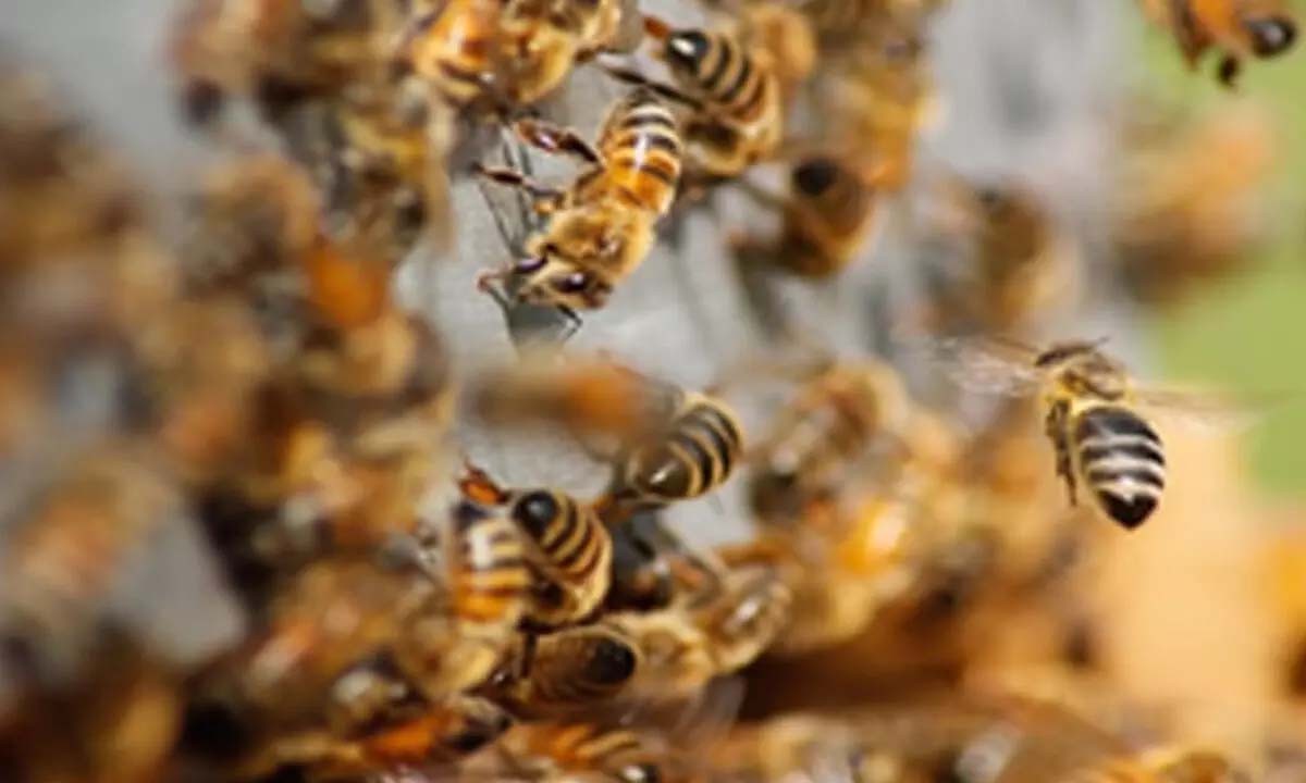 35 injured in bee attack during religious function, 17 of them seriously