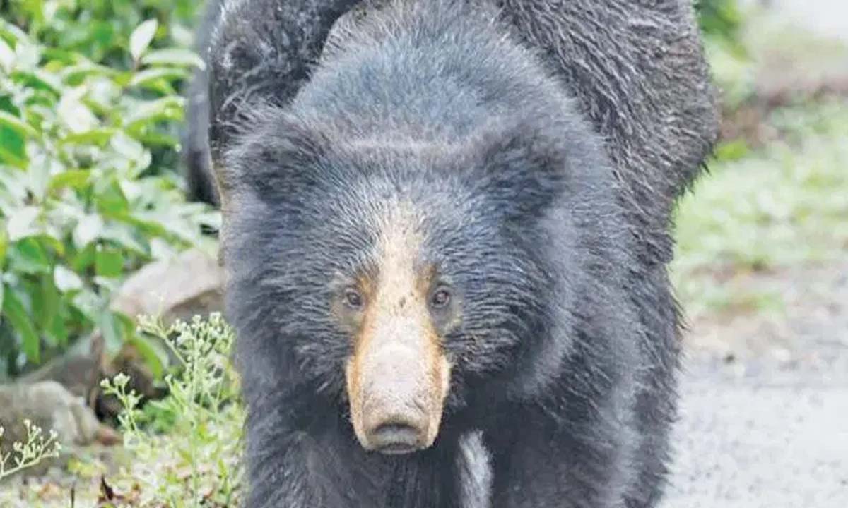Bear tried to attack devotee on Srisailam Ghat Road