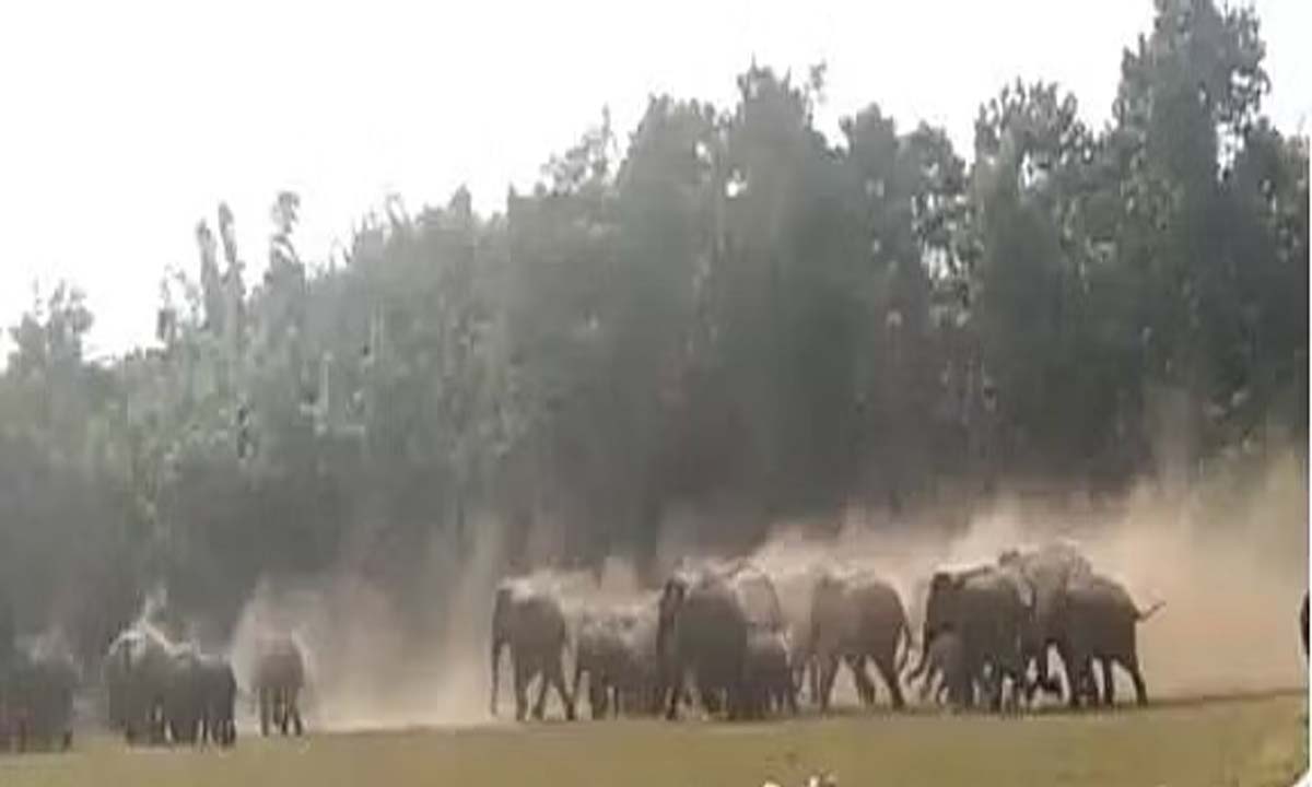 A huge herd of wild elephants entered the village