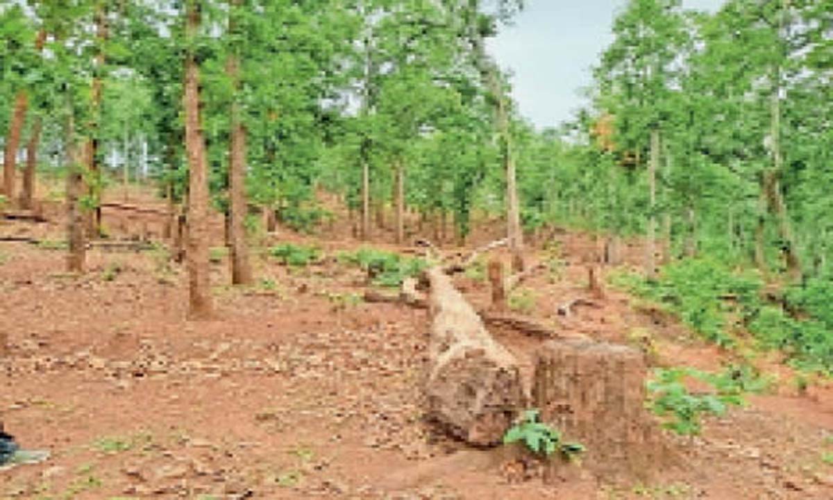 Officials inspected the site of illegal deforestation activities