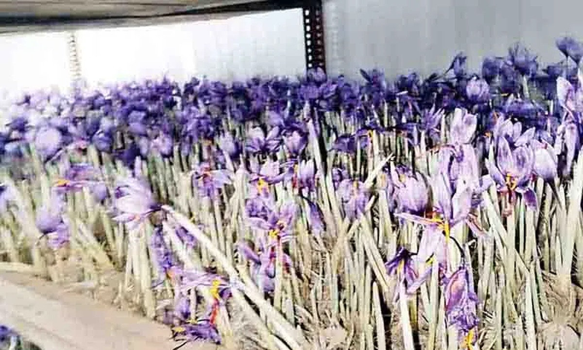 Darrang's youth is earning lakhs from saffron cultivation