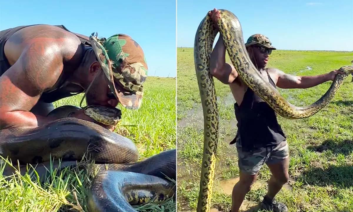 Man caught anaconda with bare hands, watch video