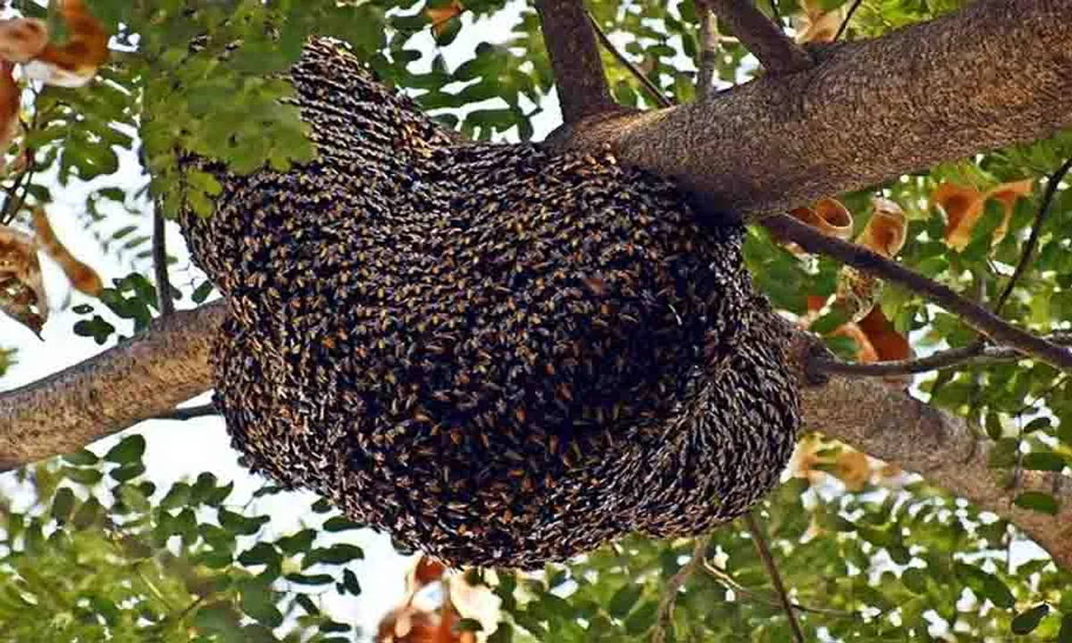 Bees attack women, serious