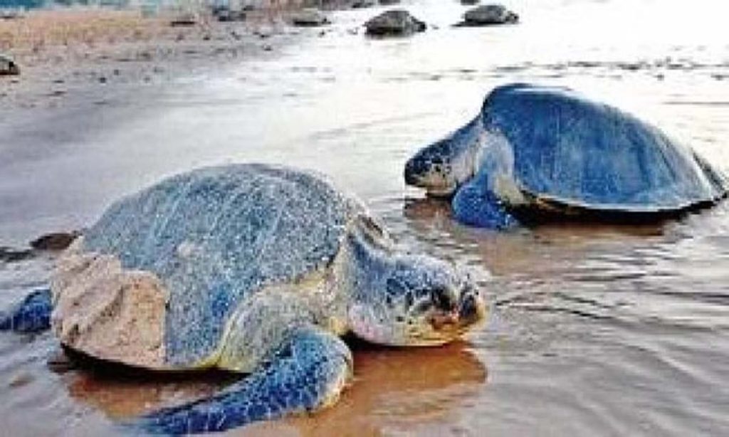 Olive Ridleys visit Gahirmatha Marine Sanctuary in Odisha