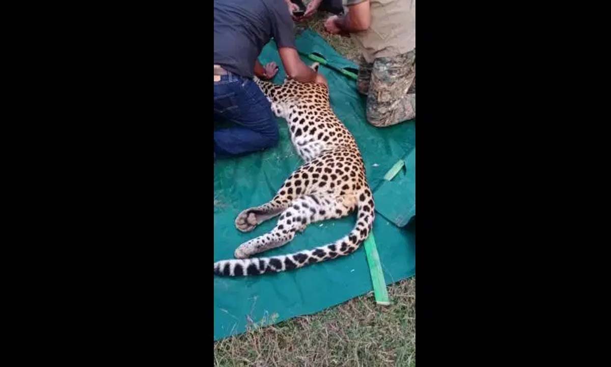 Death of trapped leopard in ASR district due to negligence