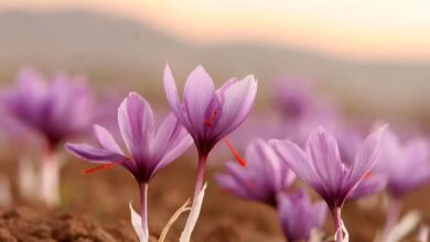 Meghalaya: Government will aim to increase saffron cultivation in north-eastern states