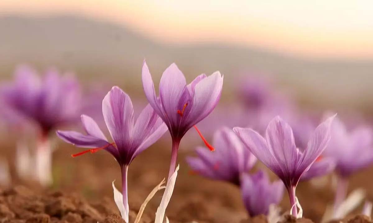 Meghalaya: Government will aim to increase saffron cultivation in north-eastern states