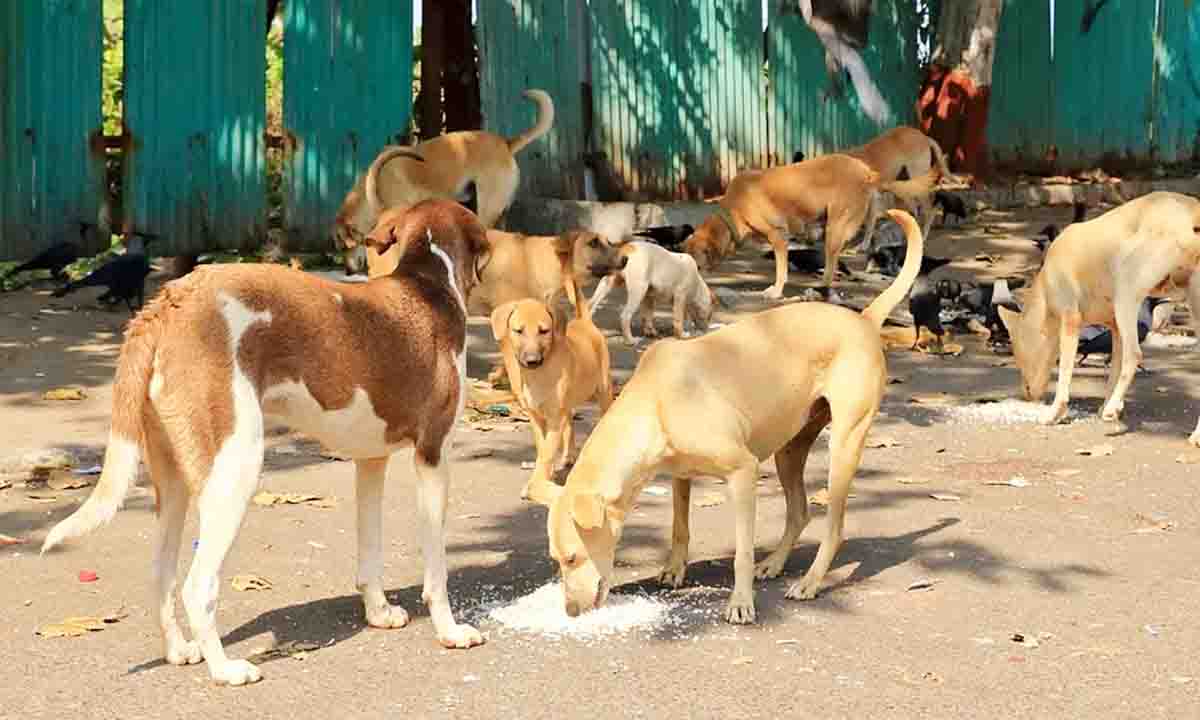 Animal birth control center in Bommanahalli to close soon