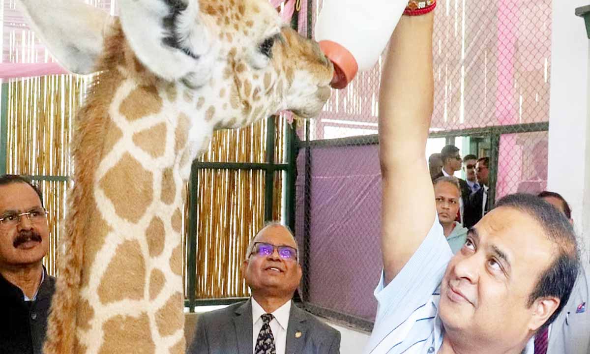 First giraffe calf born in Guwahati Zoo, named 'Parijat'