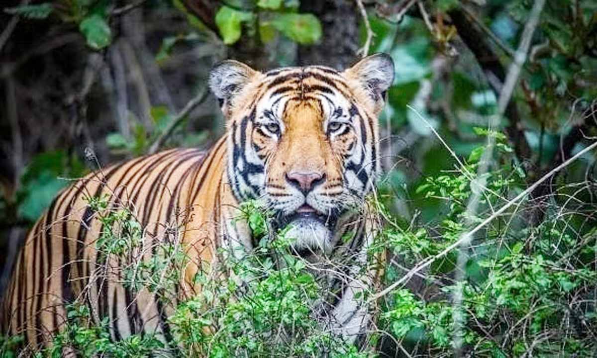 Residents protest over death of one person in 'suspected' tiger attack in Wayanad