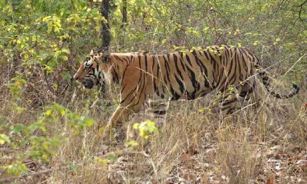 Palamu Tiger Reserve in Jharkhand needs tigresses: PTR official