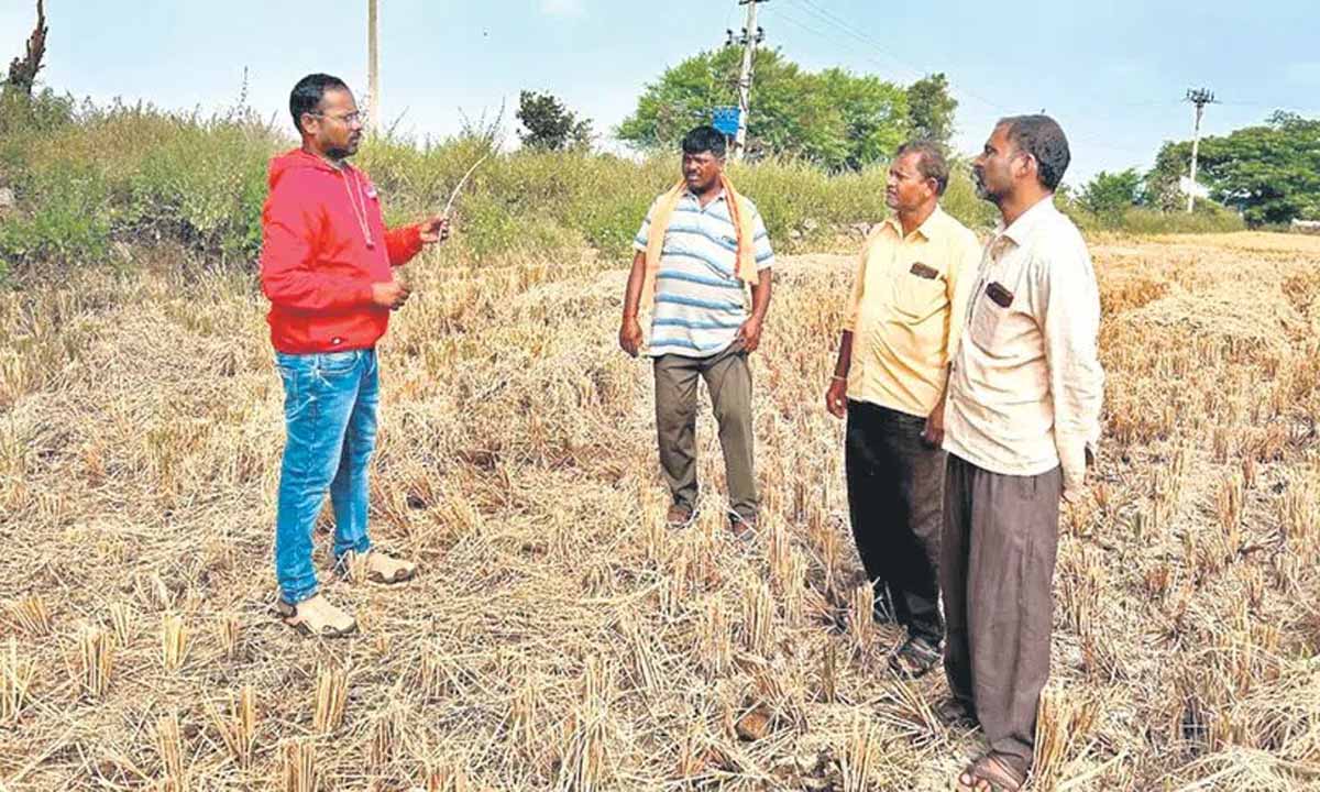 Farmers are experimenting with decomposing stubble to enrich soil health