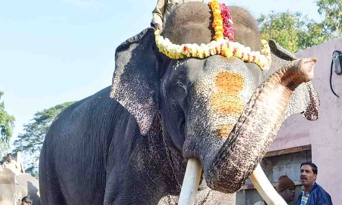 Dussehra Jumbo Arjun dies during rescue operation in Sakleshpur