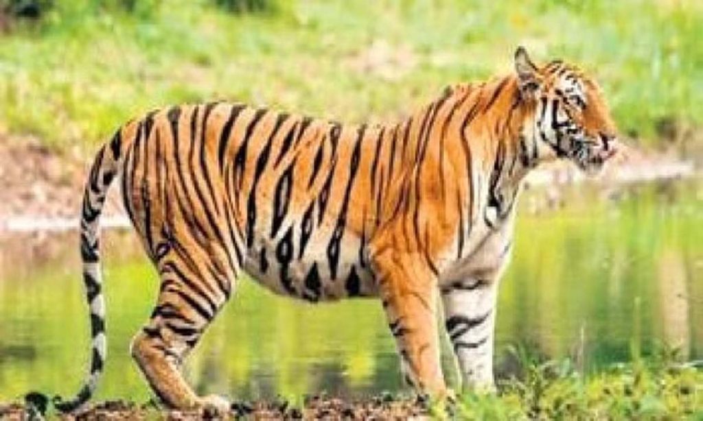 Fear of tiger in Gudari forest of Rayagada, Odisha