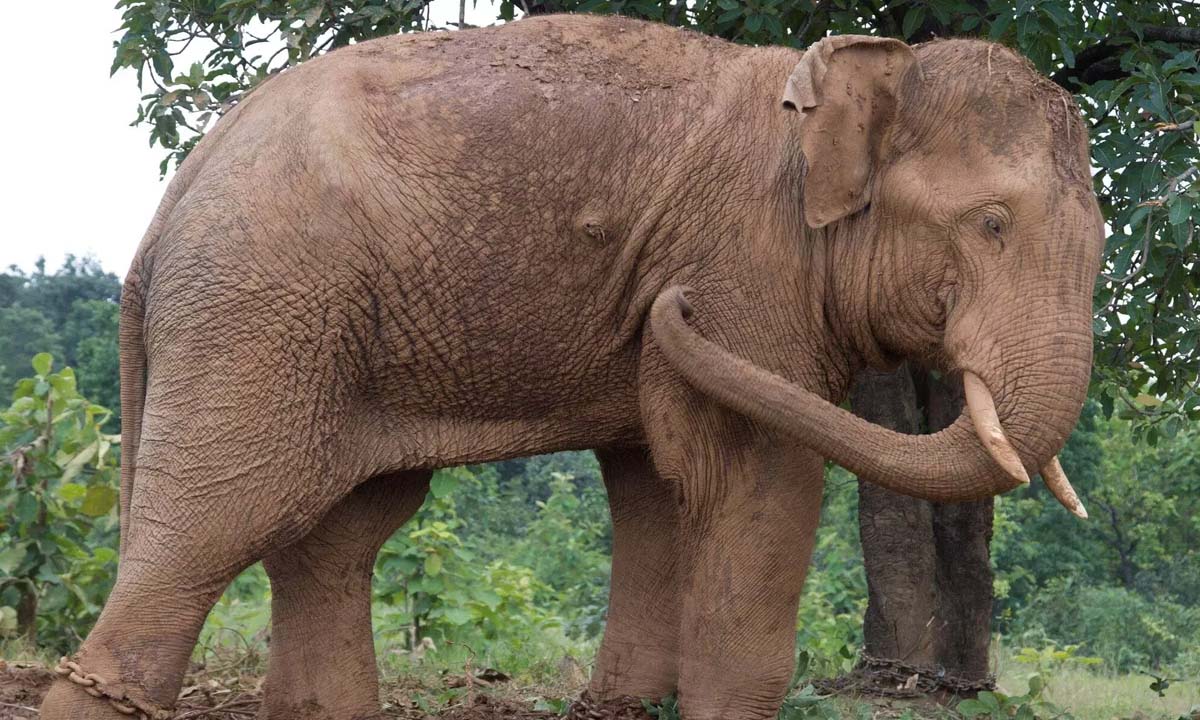 Assam: Incidents of elephant violence continue, three injured