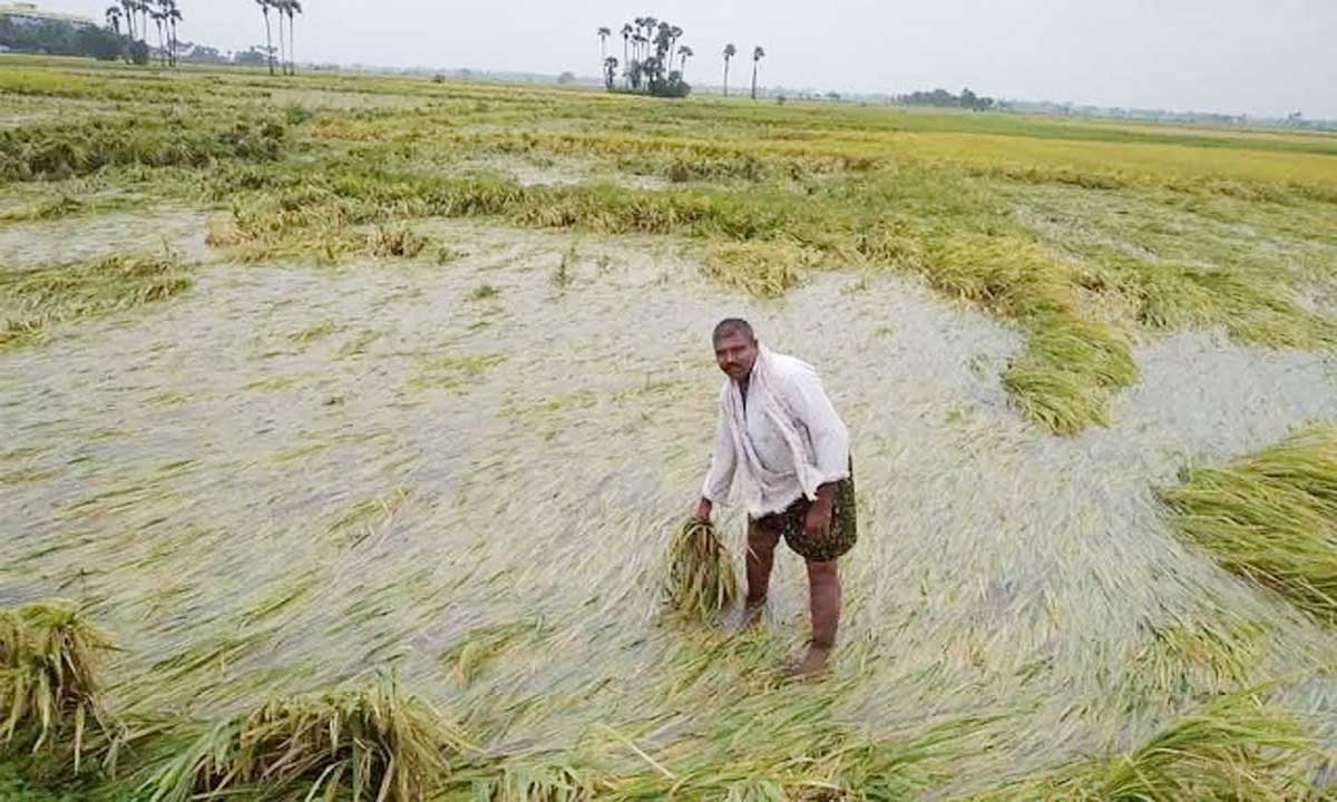 Standing crops damaged in Kothagudem due to excessive rain