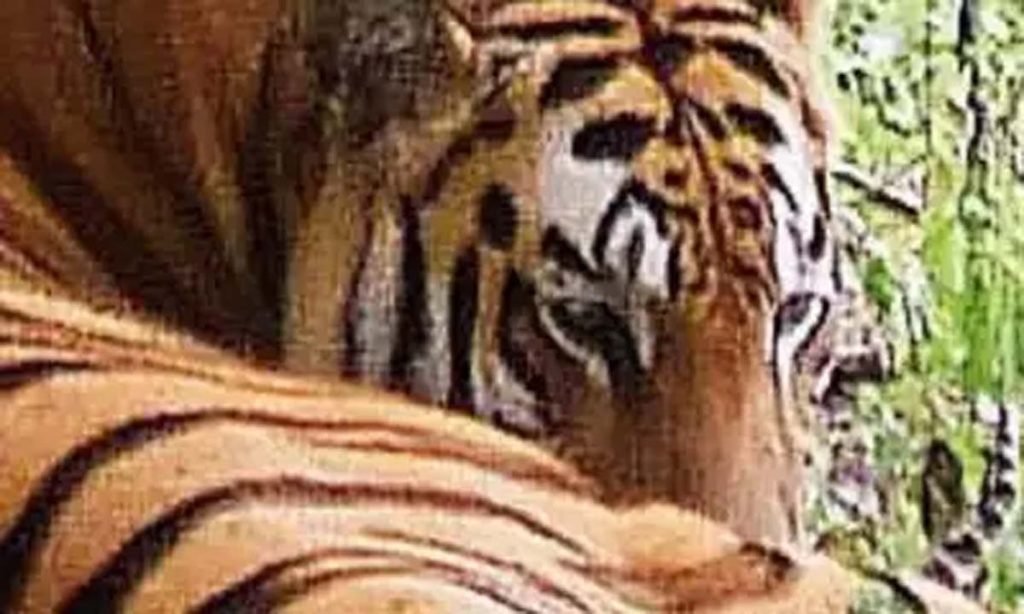 Missing Tigress T-42 found after two and a half years