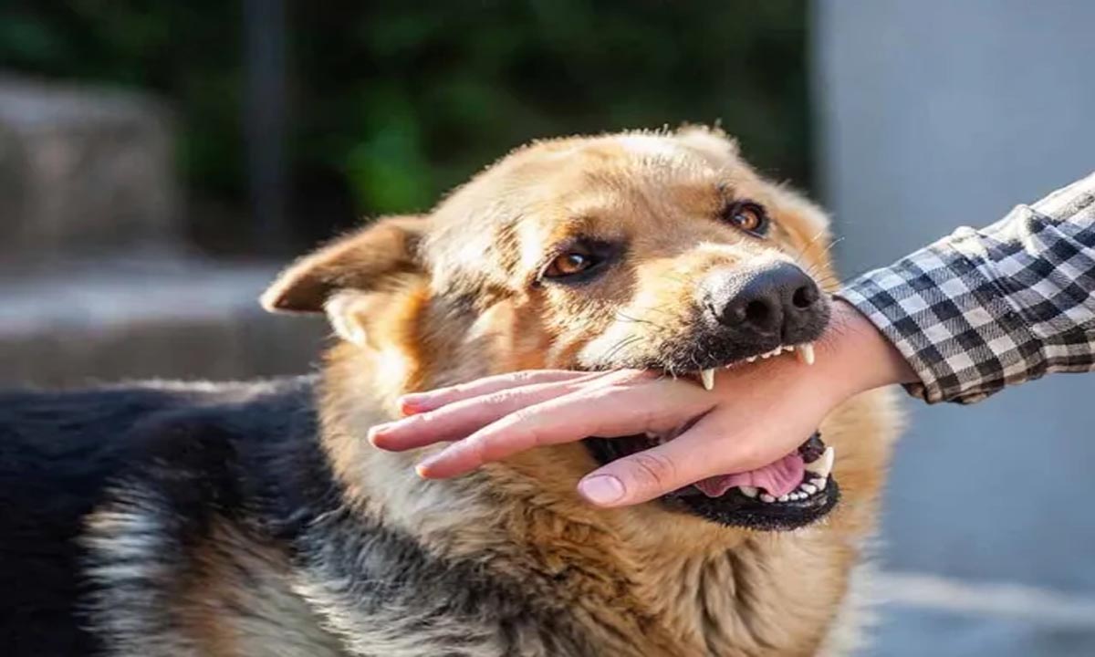 Minor dies due to dog bite, High Court gives terrible verdict