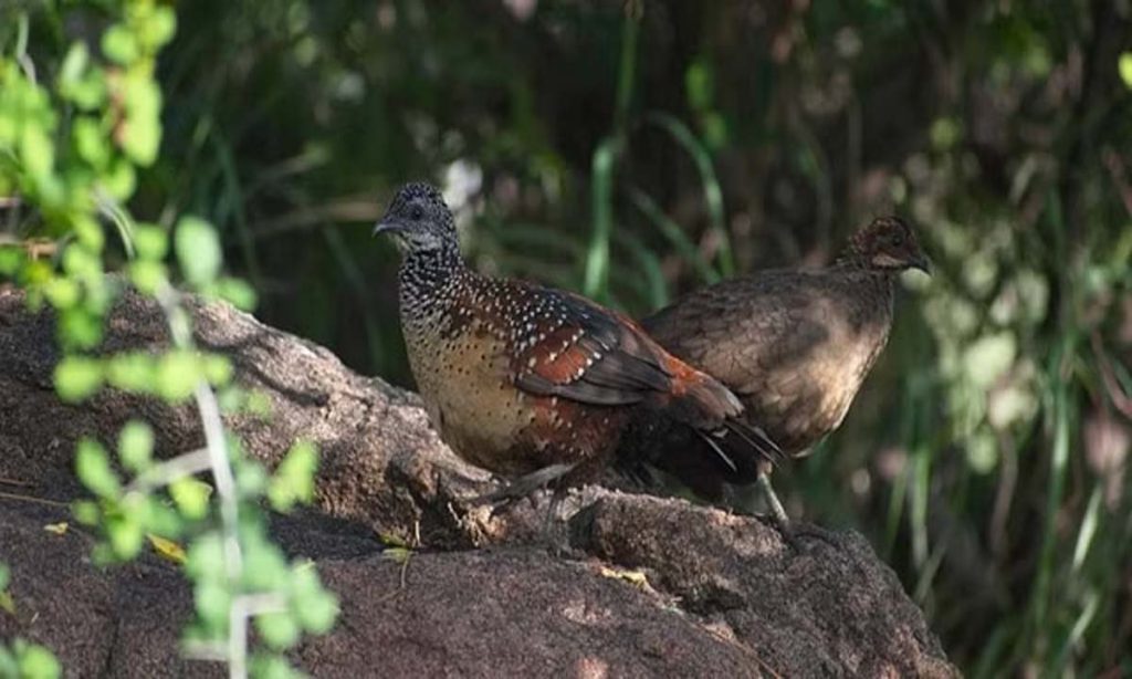 Rain of migratory birds, butterflies on Thovalai hills of Tamil Nadu