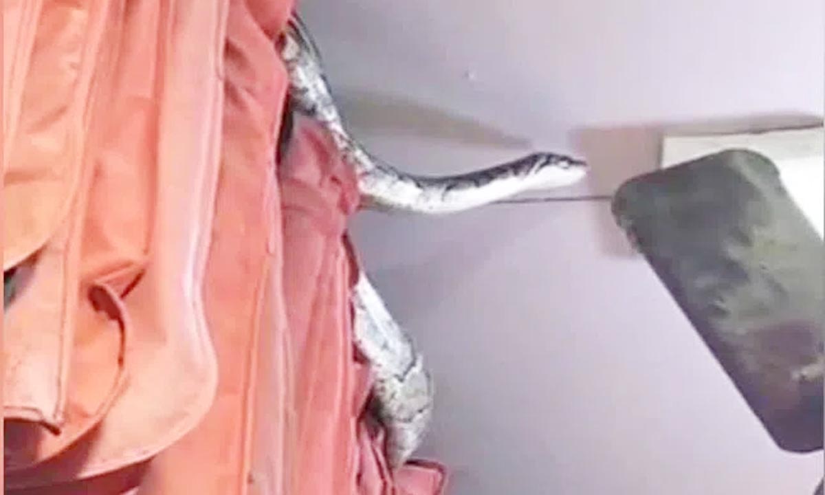 14 feet long python found in clothes shop in Meerut