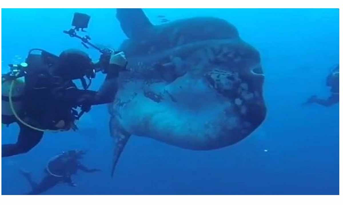 Viral video of the world's largest bony fish, the marine sunfish