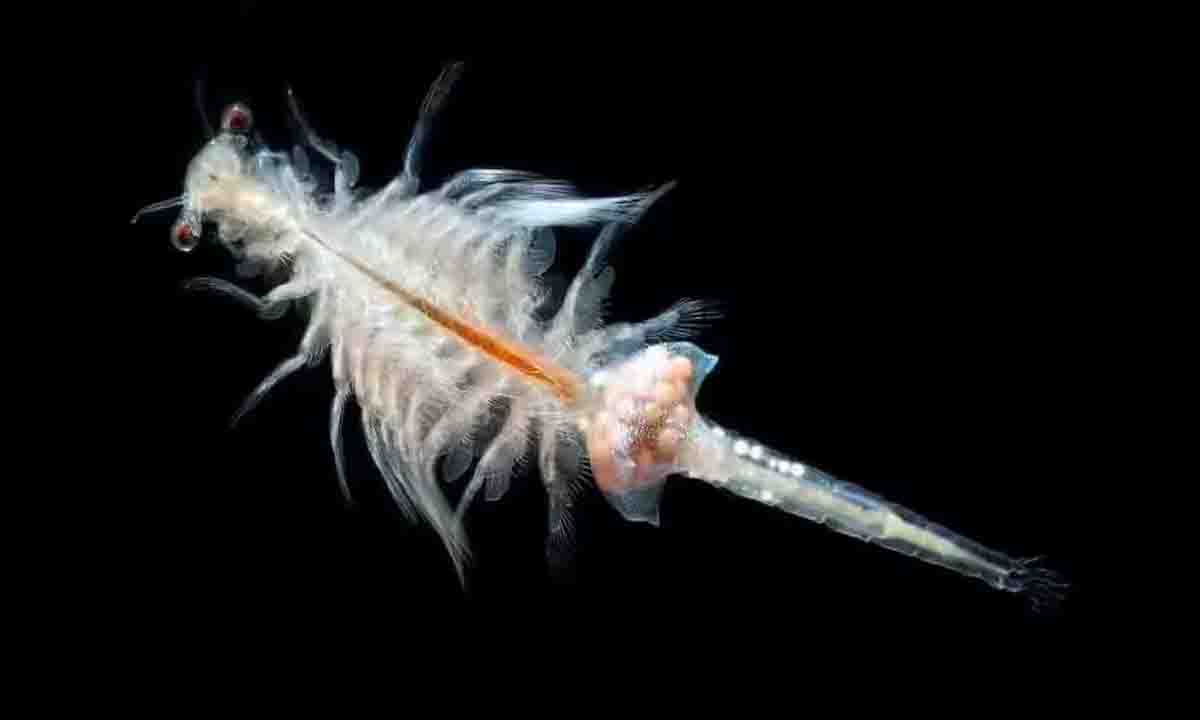 Sex life of sea creatures has been disrupted due to plastic waste