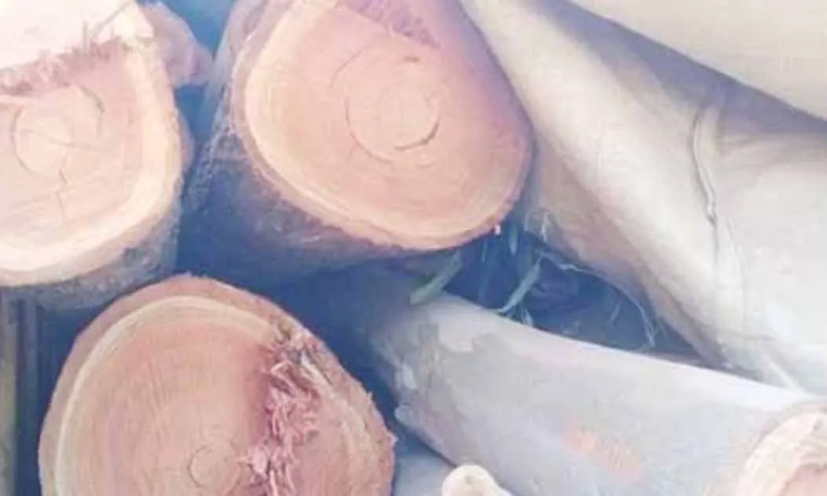 40 tons of illegal eucalyptus wood seized from trucks