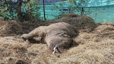 Elephant dies due to electrocution