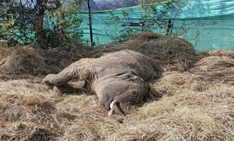 Elephant dies due to electrocution