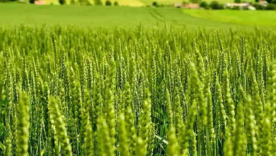 Application for Rabi crop insurance till January 1