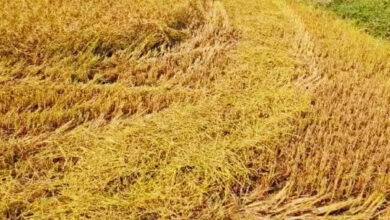 More than 13 lakh 34 thousand farmers sold paddy