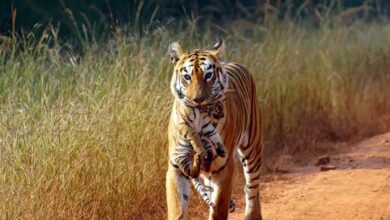 UP News: Tiger seen on the outskirts of Pilibhit, forest teams on alert