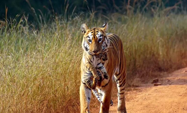 UP News: Tiger seen on the outskirts of Pilibhit, forest teams on alert