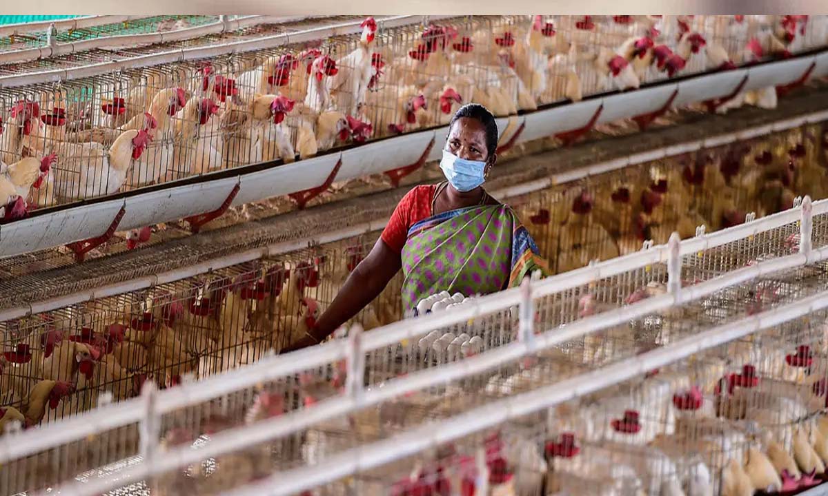 Jammu: 2,000 chickens burnt alive in poultry farm fire