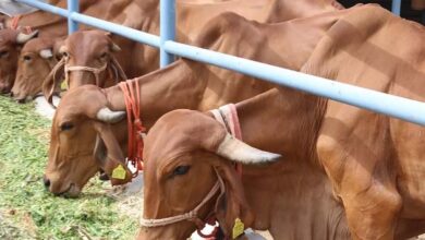 Kanuma Cow Puja organized on 16th January at SV Gaushala