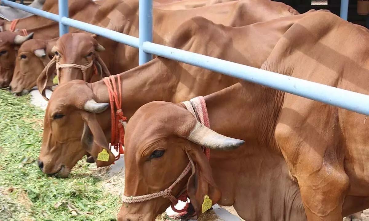 Kanuma Cow Puja organized on 16th January at SV Gaushala