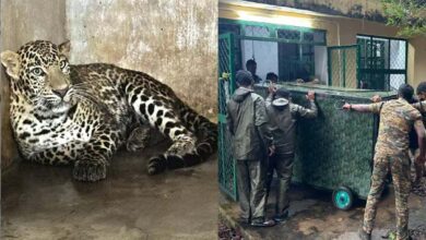 CHENNAI: Killer Nilgiri leopard brought to Chennai