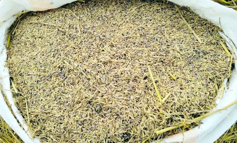 Srikakulam: Farmers worried due to discoloration of paddy
