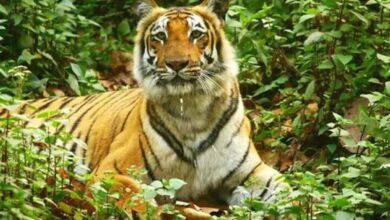 Asifabad: Search operation continues to find missing tigers