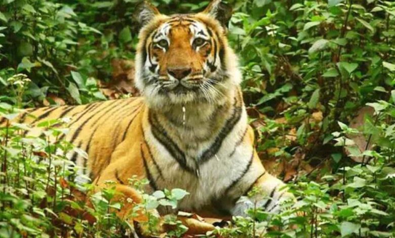 Asifabad: Search operation continues to find missing tigers