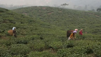 Siliguri: Tirihanna tea garden management missing from tripartite meeting