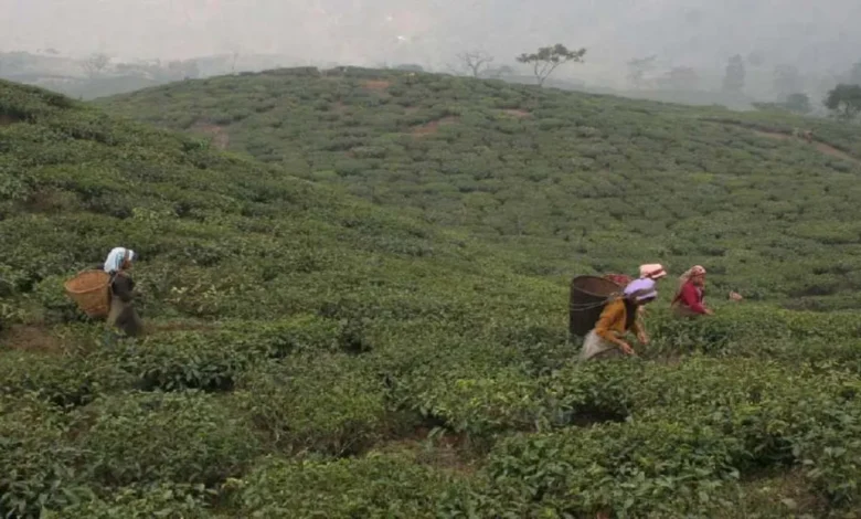 Siliguri: Tirihanna tea garden management missing from tripartite meeting