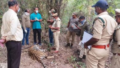 Asifabad: Two tigers died, four forest officers suspended